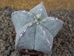 Astrophytum Onzuko X ornatum pot 5,5 cm - 12415283