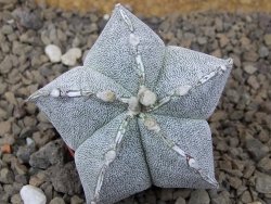 Astrophytum Onzuko X ornatum pot 5,5 cm - 12415284