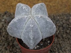 Astrophytum Onzuko květináč 5,5 cm Biskupská čepice II - 12415285