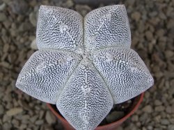 Astrophytum Onzuko květináč 5,5 cm Biskupská čepice II - 12415286