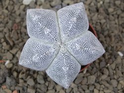 Astrophytum Onzuko květináč 5,5 cm Biskupská čepice II