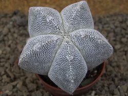 Astrophytum Onzuko květináč 5,5 cm Biskupská čepice II - 12415288