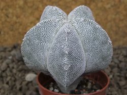 Astrophytum Onzuko květináč 5,5 cm Biskupská čepice II - 12415289