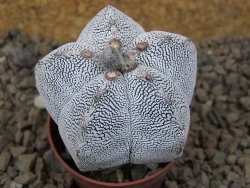 Astrophytum Onzuko relief květináč 5,5 cm Biskupská čepice II