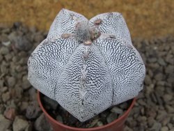 Astrophytum Onzuko relief květináč 5,5 cm Biskupská čepice II - 12415291