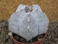 Astrophytum Onzuko relief květináč 5,5 cm Biskupská čepice II - 12415292