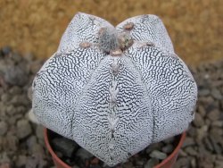 Astrophytum Onzuko relief květináč 5,5 cm Biskupská čepice II - 12415293