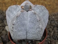 Astrophytum Onzuko relief květináč 5,5 cm Biskupská čepice II - 12415294