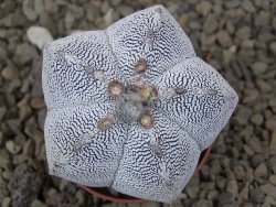 Astrophytum Onzuko relief květináč 5,5 cm Biskupská čepice II - 12415295