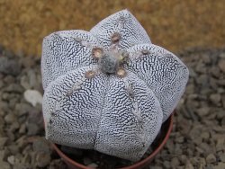Astrophytum Onzuko relief květináč 5,5 cm Biskupská čepice II - 12415296