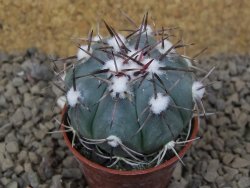 Echinocactus horizonthalonius La Apples, pot 5,5 cm - 12415300