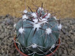 Echinocactus horizonthalonius La Apples, pot 5,5 cm