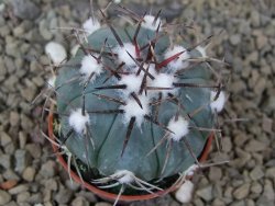 Echinocactus horizonthalonius La Apples, pot 5,5 cm - 12415303