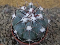 Echinocactus horizonthalonius La Apples, pot 5,5 cm - 12415304