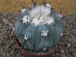 Echinocactus horizonthalonius La Apples, pot 6,5 cm - 12415305