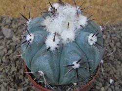 Echinocactus horizonthalonius La Apples, pot 6,5 cm