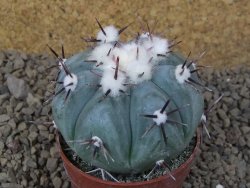 Echinocactus horizonthalonius La Apples, pot 6,5 cm - 12415307