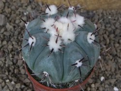 Echinocactus horizonthalonius La Apples, pot 6,5 cm - 12415308