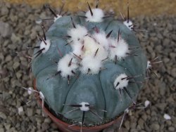 Echinocactus horizonthalonius La Apples, pot 6,5 cm - 12415309