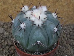 Echinocactus horizonthalonius La Apples, pot 6,5 cm - 12415310
