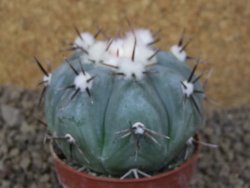 Echinocactus horizonthalonius La Apples, pot 6,5 cm - 12415311