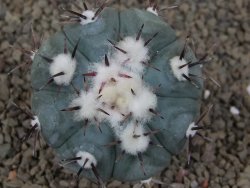 Echinocactus horizonthalonius La Apples, pot 6,5 cm - 12415312
