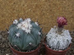 Echinocactus horizonthalonius La Apples, pot 6,5 cm - 12415313