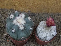 Echinocactus horizonthalonius La Apples, pot 6,5 cm - 12415314