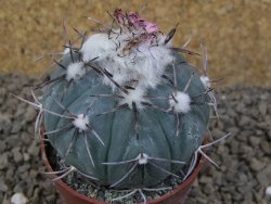 Echinocactus horizonthalonius La Apples, pot 6,5 cm