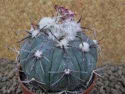 Echinocactus horizonthalonius La Apples, pot 6,5 cm - 12415316