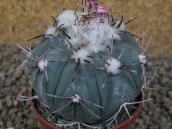 Echinocactus horizonthalonius La Apples, pot 6,5 cm - 12415317