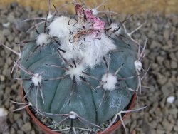 Echinocactus horizonthalonius La Apples, pot 6,5 cm - 12415318
