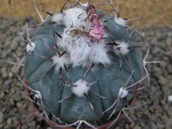 Echinocactus horizonthalonius La Apples, pot 6,5 cm - 12415319