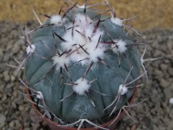 Echinocactus horizonthalonius La Apples, pot 6,5 cm - 12415320
