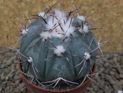 Echinocactus horizonthalonius La Apples, pot 6,5 cm - 12415321