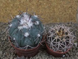 Echinocactus horizonthalonius La Apples, pot 6,5 cm - 12415322