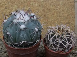 Echinocactus horizonthalonius La Apples, pot 6,5 cm - 12415323
