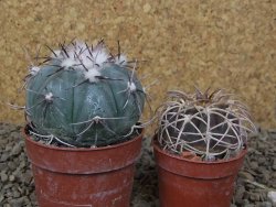 Echinocactus horizonthalonius La Apples, pot 6,5 cm - 12415324