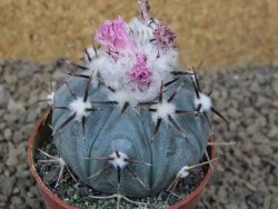 Echinocactus horizonthalonius La Apples, květináč 6,5 cm
