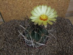 Astrophytum " Buffalo " crassispinoides květináč 8 cm - 12415334