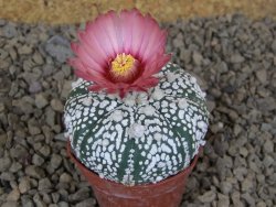 Astrophytum Super Kabuto X red flower akabana červený květ, 5,5 cm květináč - 12415345