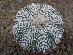 Astrophytum Super Kabuto X red flower akabana červený květ, 5,5 cm květináč - 12415346