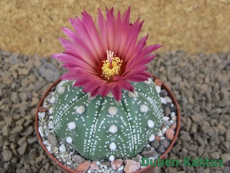 Astrophytum asterias X red flower akabana červený květ, 8 cm květináč