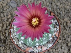 Astrophytum asterias X red flower akabana červený květ, 8 cm květináč - 12415355