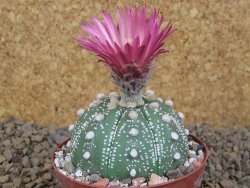 Astrophytum asterias X red flower akabana červený květ, 8 cm květináč - 12415357