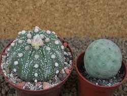 Astrophytum asterias X red flower akabana červený květ, 8 cm květináč - 12415362