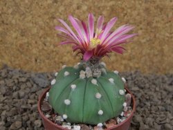 Astrophytum asterias nudum X red flower akabana červený květ, 6,5 cm květináč - 12415387