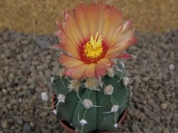 Astrophytum niveum X red flower akabana červený květ, 5,5 cm květináč