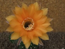 Echinopsis hybrid, květináč 7 cm