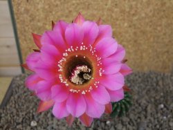 Echinopsis hybrid, květináč 7 cm - 12415412